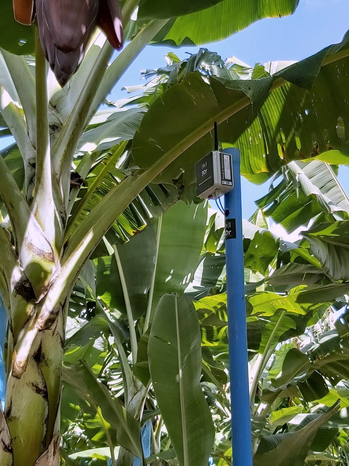 Estação 3Dr em cultivo de banana