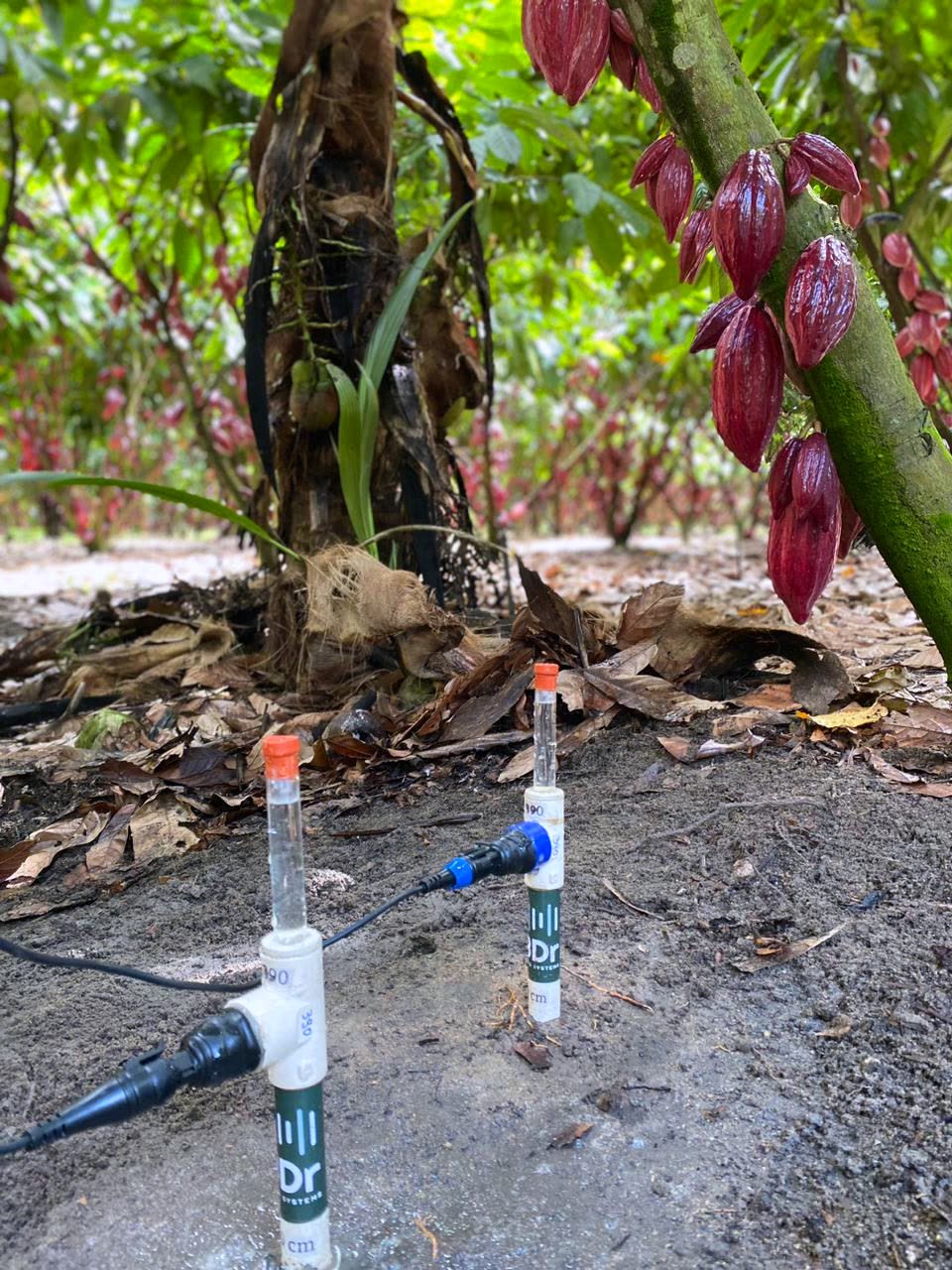 Tensiômetros 3Dr em cultivo de cacau