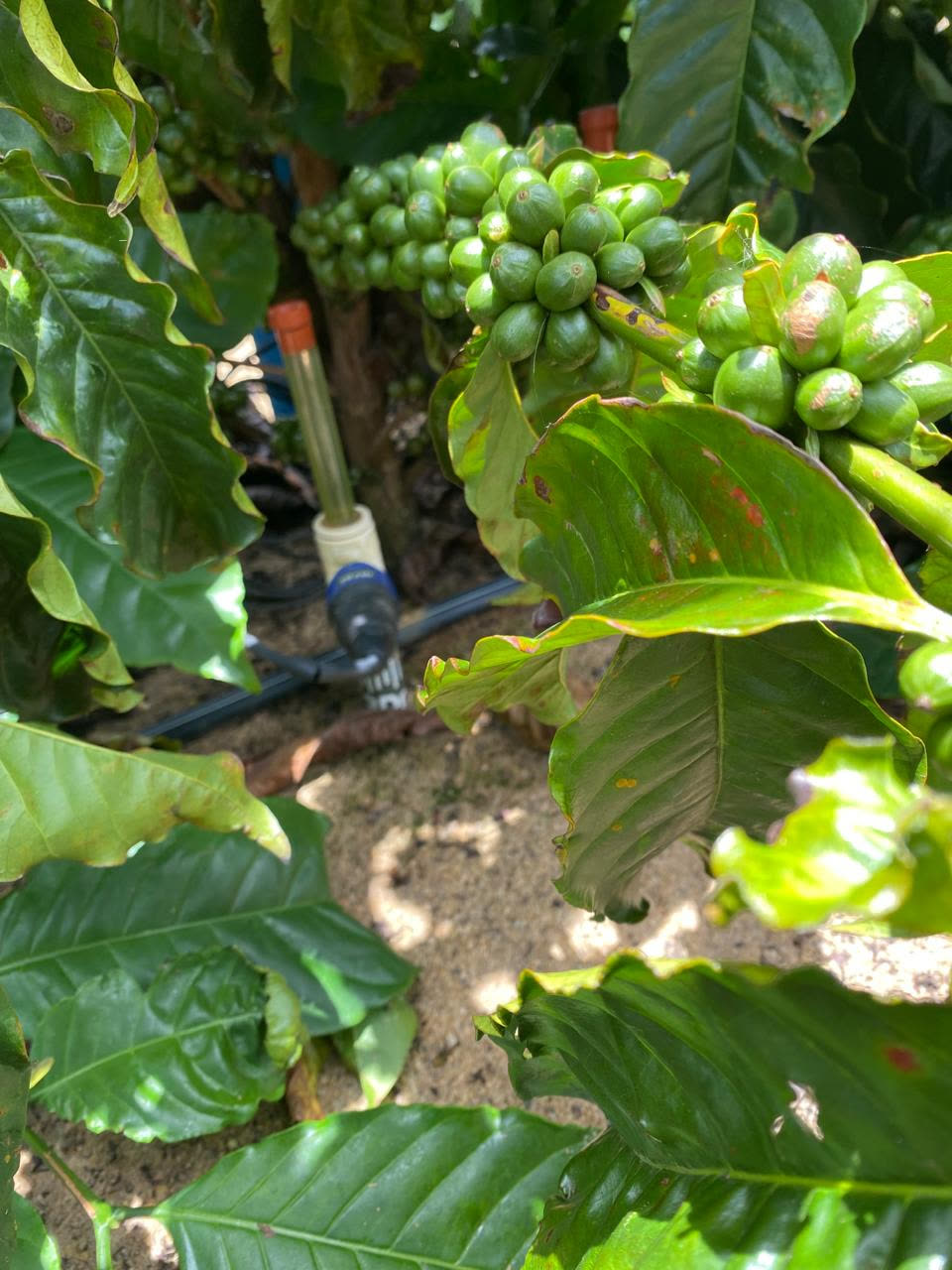 Tensiômetro 3Dr entre frutos de café